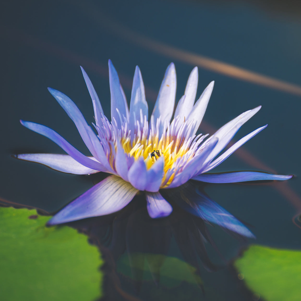 DIY Blue Lotus Face Mask: A Luxurious Ayurvedic Ritual