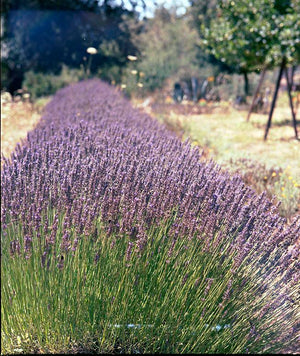 What Is Biodynamic Farming? The Ancient Wisdom Behind Our Botanica Mist Hydrosols