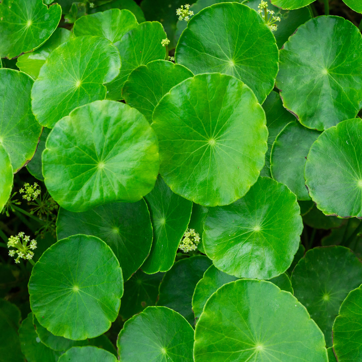 Organic Gotu Kola Extract Paste