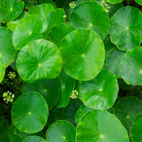 Organic Gotu Kola Extract Paste