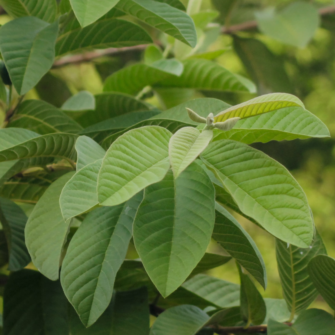 Psidium Guajava (Guava) Leaf Extract Paste, Organic Item #GUV31103 (3.5 oz / 100 g)