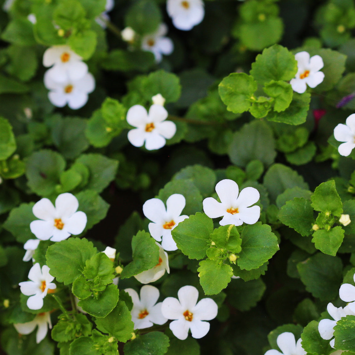 Organic Bacopa Monnieri Extract Powder (100 grams)