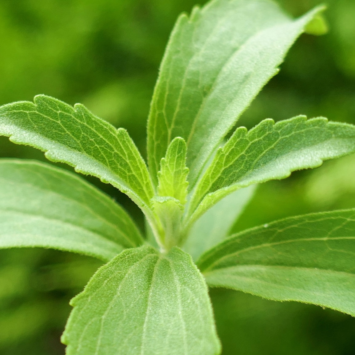 Organic Stevia Extract Powder 98% Reb-A - Premium Sweetener (50g)