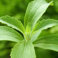 Organic Stevia Extract Powder 98% Reb-A - Premium Sweetener (50g)