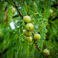 Green amla berries hanging from a leafy branch in a lush green outdoor setting.