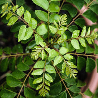 Organic Curry Leaf Extract Powder - 3% Natural Iron (100g)