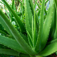 A close-up of a green aloe vera plant with thick, fleshy leaves growing outdoors on a gravel path with trees in the background.