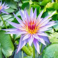 Blue Lotus Extract Paste (50g)