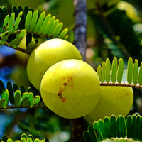 Pure Amla Oil - 100% Cold Pressed Indian Gooseberry Hair Oil (100g)