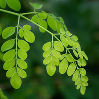Organic Moringa Leaf Extract Powder - Water-Soluble (100g)
