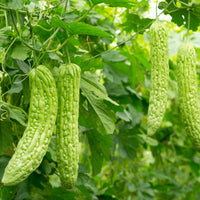 Organic Bitter Melon Extract Powder
