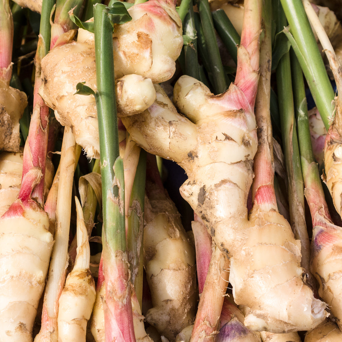 Organic Ginger Extract Powder 5% Gingerol