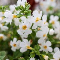 Organic Bacopa Monnieri Extract Paste (100g)