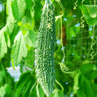 Bitter Melon Extract Paste