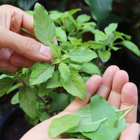 Organic Tulsi “Indian Holy Basil” Extract Powder (2.2 lb / 1 kg) bulk