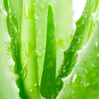 Organic Aloe Vera Extract Gel Powder - Multi-Purpose (100g)