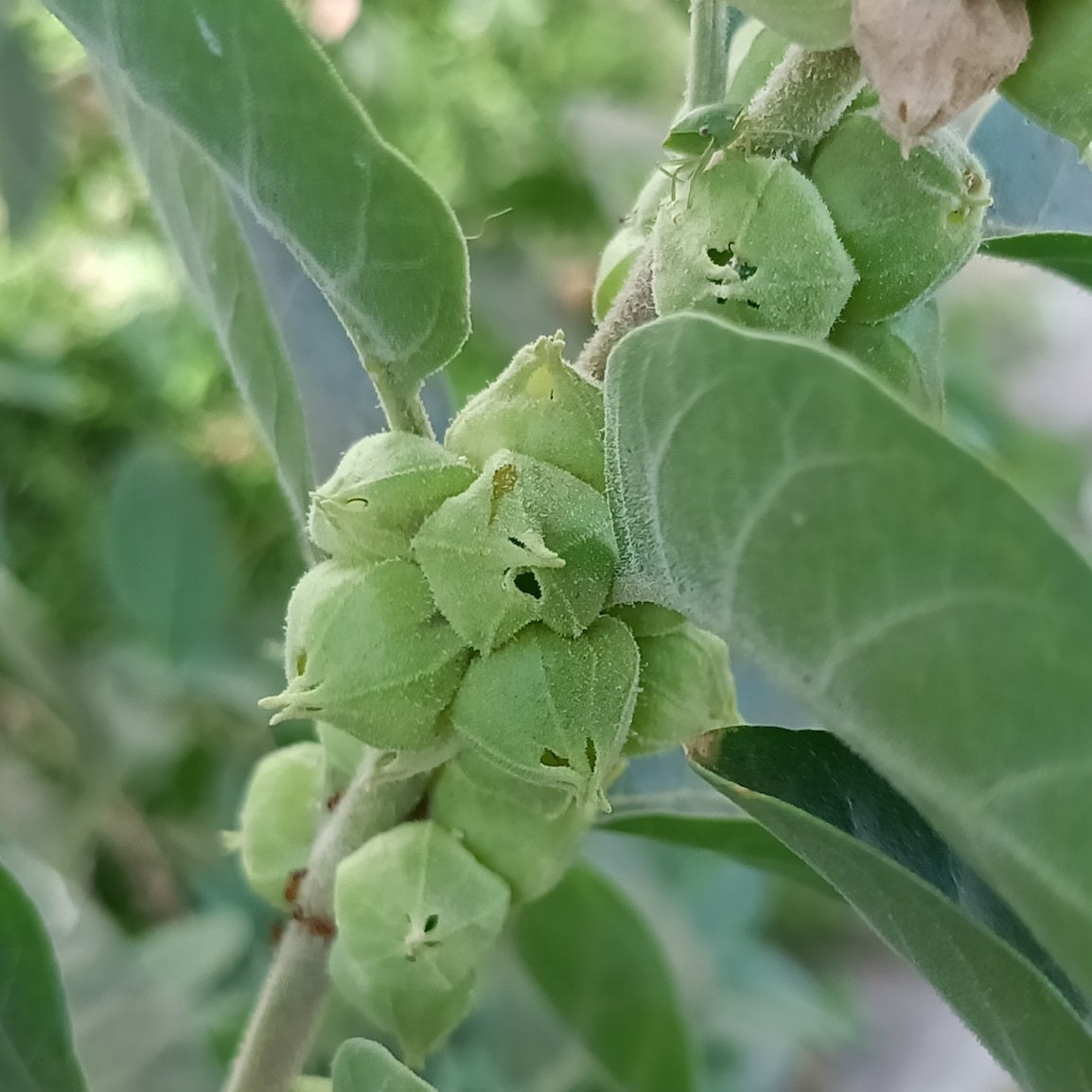 Ashwagandha Whole Plant Extract Paste