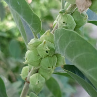 Ashwagandha Whole Plant Extract Paste