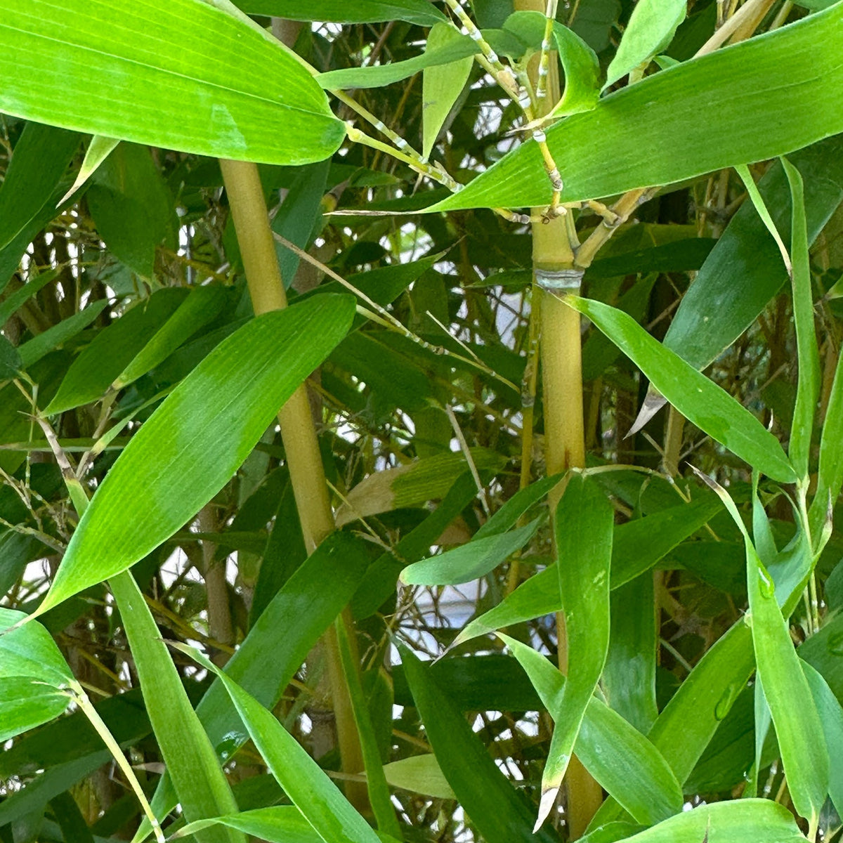 Bamboo Tabashir Sap Powder