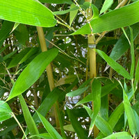 Bamboo Tabashir Sap Powder