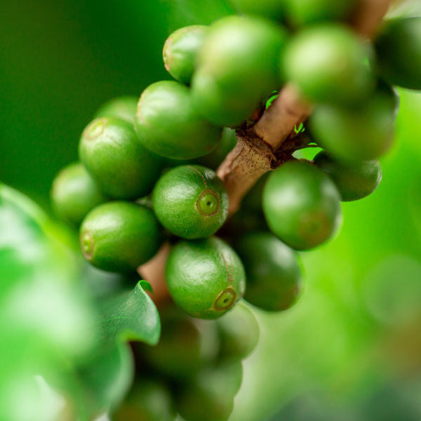 Close-up of green coffee cherries on a branch with leaves, photographed outdoors with a soft blurred green background.