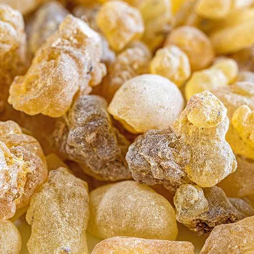 Organic Frankincense Carterii Resin 1 Kg